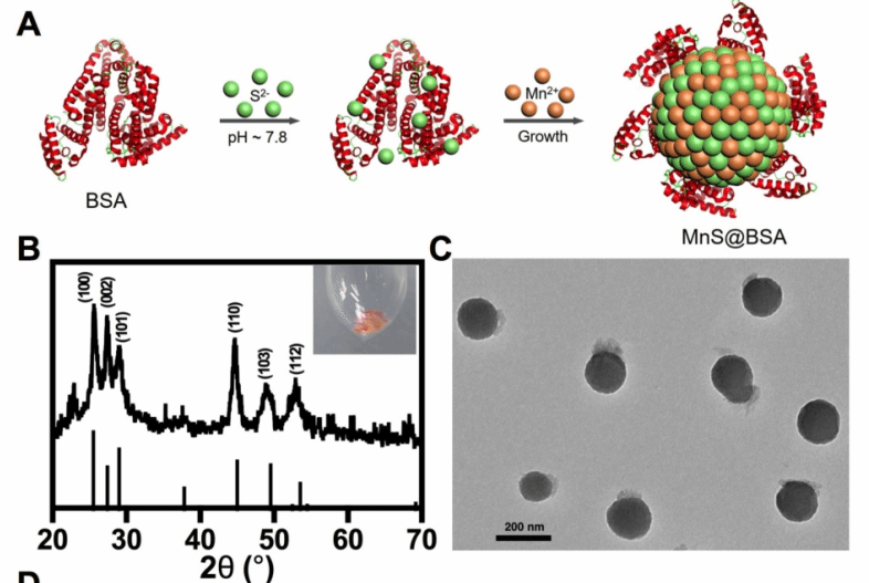 牛血清蛋白包裹硫化錳mnsbsa納米粒子mnsbsananoparticles瑞禧
