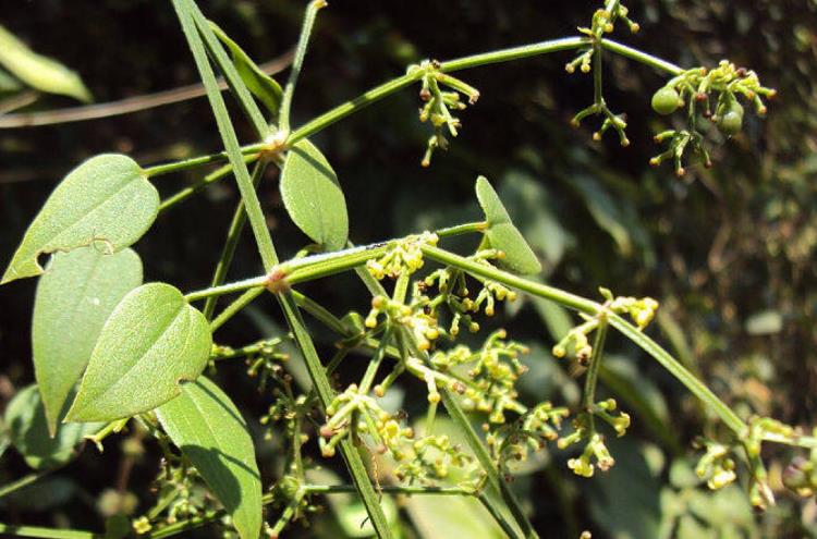 茜草提取物 茜草濃縮粉 植物提取 可定製品牌:六盤韻寶雞六盤韻生物科