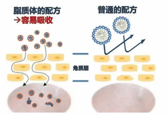 供应多糖类脂质体海藻酸钠包覆降钙素脂质体