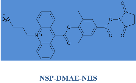 cas194357-64-7 吖啶酯nsp-dmae-nhs