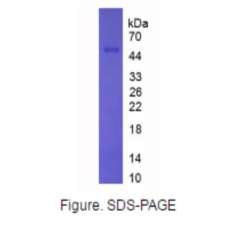 Recombinant Mouse Interleukin-1 beta(Il1b) 活性蛋白