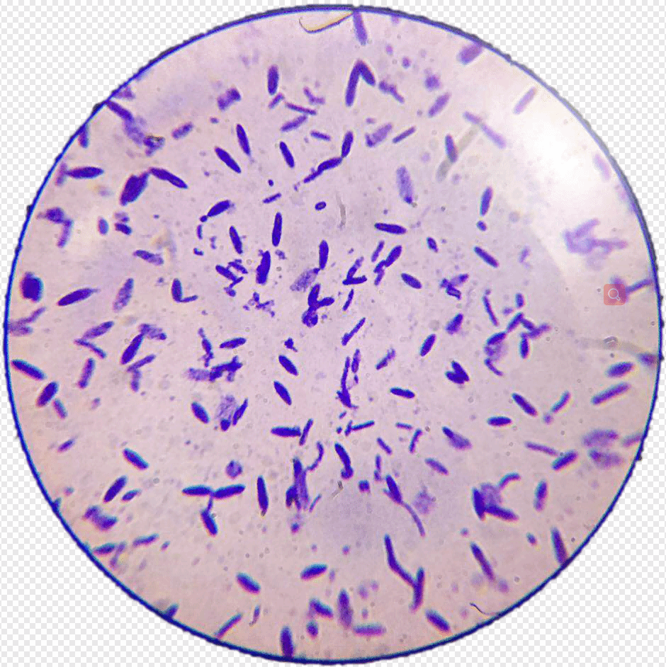 河南金百合生物告诉您——丁酸梭菌是严格厌氧菌,为什么丁酸梭菌衍生