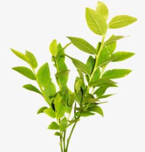 绿茶粗提取物  绿茶浓缩粉  资质齐全  可定制  包邮