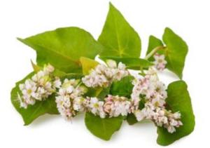 荞麦花提取物  宝鸡六盘韵  源头发货  现货现发