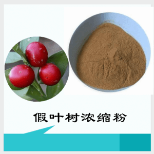 假叶树浓缩粉   假叶树粉   可定制  包邮