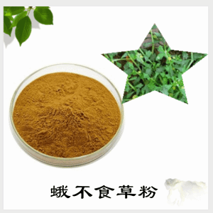 蛾不食草粉   蛾不食草提取物   可定制 水溶
