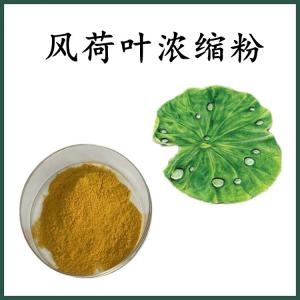 风荷叶浓缩粉 风荷叶粉 可定制 水溶 包邮