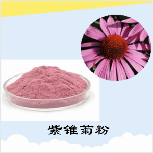 紫锥菊粉    紫锥菊提取物  可定制  水溶