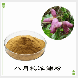 八月札浓缩粉   八月札粉  可定制  包邮