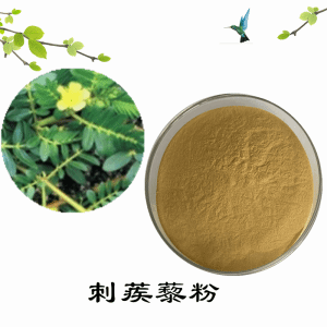 刺蒺藜粉     刺蒺藜提取物   可定制 水溶