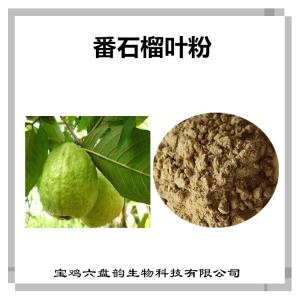 番石榴叶浓缩粉 番石榴叶粉 可定制多种规格 释迦果叶浓缩粉