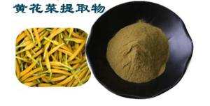 黄花菜提取物  六盘韵  源头供应  规格齐全