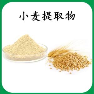 小麦提取物 小麦浓缩粉 可定制 水溶 包邮