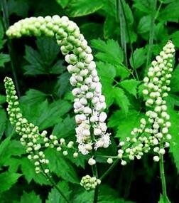 黑升麻提取物 black cohosh extract 2.5%