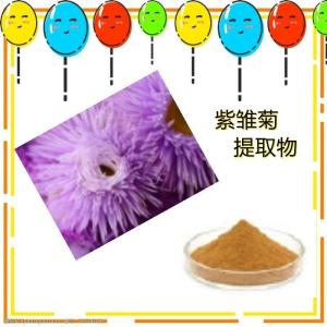 紫雏菊提取物10:1  紫雏菊粉   六盘韵