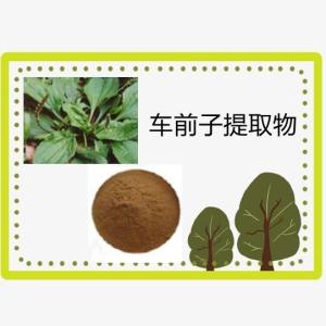 车前子提取物 食品级 车前子粉 资质齐全
