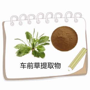 车前草提取物 厂家供应水溶性车前草粉