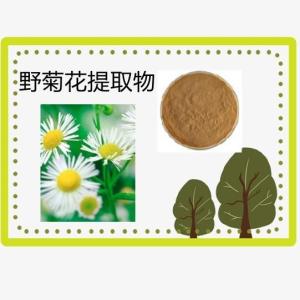 野菊花提取物 10:1多规格 水溶 浸膏 喷雾干燥 厂家 量大从优