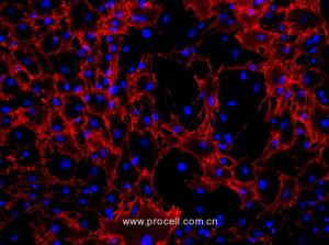 大鼠骨-髓间充质干细胞