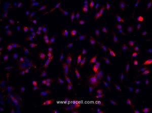 小鼠骨 髓间充质干细胞