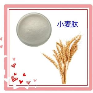 小麦肽 小麦低聚肽 可定制供应小麦提取物粉10:1
