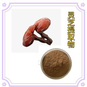灵芝提取物 现货 灵芝提取物 灵芝菌丝粉