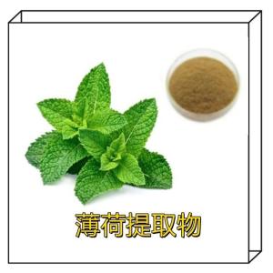 薄荷提取物10:1 黄酮 薄荷粉 比例薄荷叶提取物