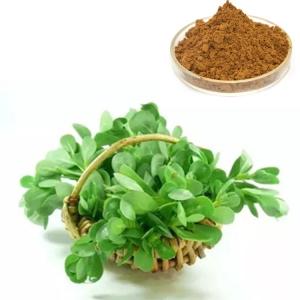 斯诺特马齿苋粉 棕黄易溶解药食同源提取 随货检测报告
