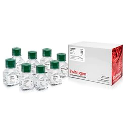 Invitrogen™ 缓冲液试剂盒，无 RNase