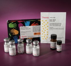 Thermo Scientific™ Pierce 比色蛋白酶检测试剂盒