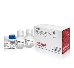 Invitrogen™ Dynabeads FlowComp 人 CD8 试剂盒