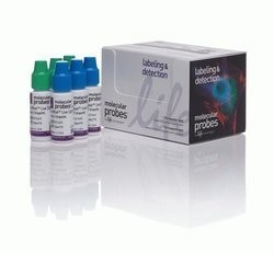 Invitrogen™ ReadyProbes 细胞活力成像试剂盒（蓝色/绿色）