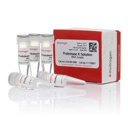 Invitrogen™ RNA 级蛋白酶 K 溶液 (20 mg/mL)