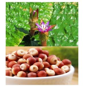 芡实粉 水溶原料斯诺特批发
