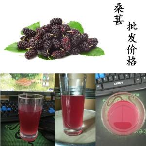 桑葚果粉 水溶饮品代工