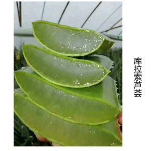库拉索芦荟凝胶粉  比例提取