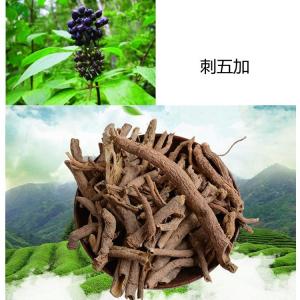 刺五加粉 斯诺特生物 三遍熬煮浓缩喷雾干燥