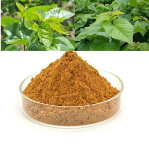 桑叶浸膏粉 斯诺特原料
