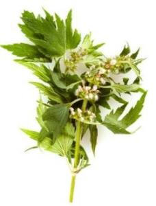 益母草粗提取物  益母草粉  六盘韵  各种规格可定制