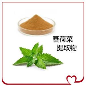 蕃荷菜提取物10:1
