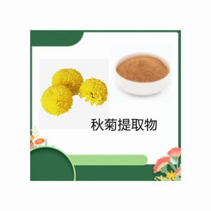 10:1 秋菊提取物 供应 现货 量大从优