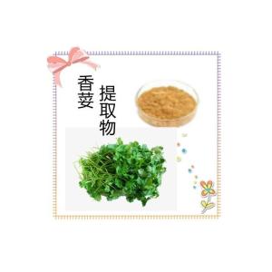 香荽提取物 厂家供应 水溶性香荽粉