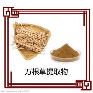 万根草萃取物   水溶性万根草提取物