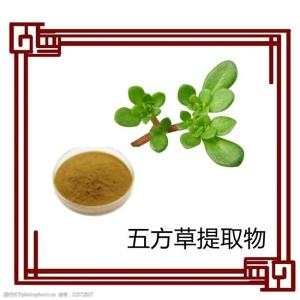 五方草提取物 植物提取物