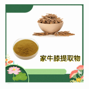 家牛膝浓缩粉 可定制 植提厂家 供应