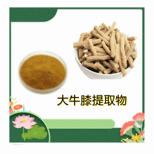 大牛膝提取物 10：1 大牛膝粉