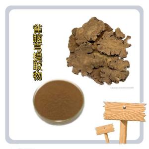 雀脑芎提取物10:1速溶浓缩雀脑芎粉 水溶性粉末 食品级原料