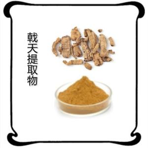 戟天提取物 10:1比例  现货供应