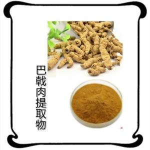 巴戟肉提取物10:1规格 喷雾干燥粉