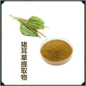 猪耳草提取物10-1 比例提取